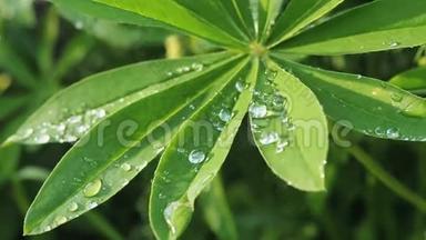 在阳光下雨后，卢平绿的叶子被雨滴的露水紧紧地贴在上面。 大自然夏季背景