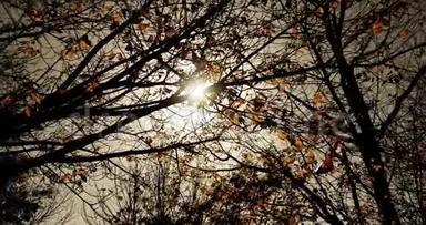 神秘的黑暗<strong>森</strong>林树木在天空日落时剪影，在<strong>自然</strong>背景下，太阳耀斑光线在<strong>森林中</strong>飞舞，概念