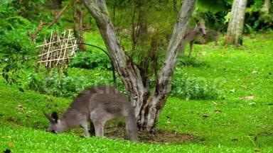 袋鼠在狩猎公园吃草
