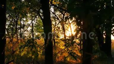 日落时长满了不通的森林。 阳光穿过树枝. 自然背景