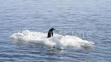 古图企鹅在冰上嬉戏