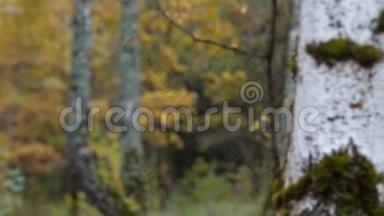 秋天的桦树林-视频重新聚焦。