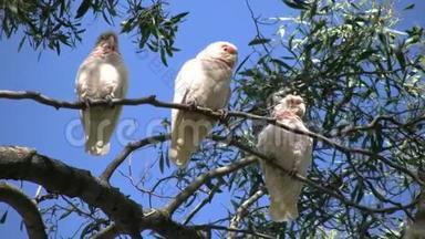 澳大利亚长嘴鸟在树胶树上