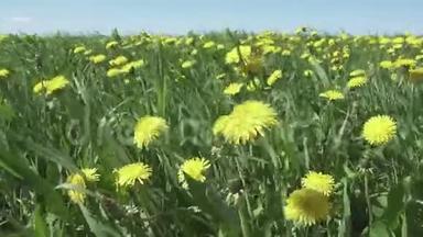夏天阳光明媚的日子里，风在田野里摆动着黄色的蒲公英。 照相机穿过田野