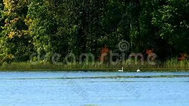 阳光明媚的一天，在森林湖湿地游泳的天鹅在百合花丛中游泳