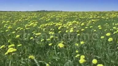 夏天阳光明媚的日子里，风在田野里摆动着黄色的蒲公英。 照相机穿过田野