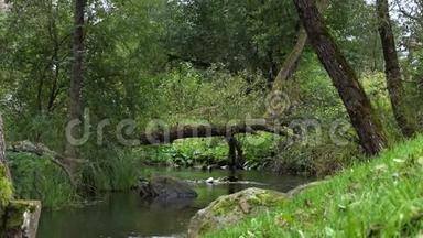 在欧洲，一条河与急流、落叶树和一棵落叶树交汇