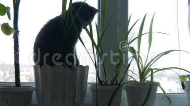一只美丽的灰猫坐在窗台上，花盆周围是绿色植物