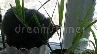 一只美丽的灰猫坐在窗台上，<strong>花盆</strong>周围是<strong>绿色植物</strong>