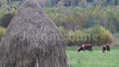 干草堆和两头五颜六色的母牛被喂到干草堆上