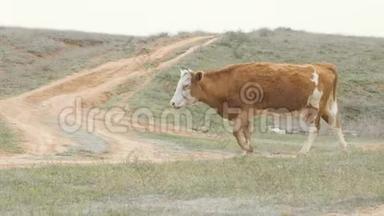奶牛在畜牧养殖中行走绿田。 奶牛在牧场放牧