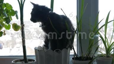 一只美丽的灰猫坐在窗台上，花盆周围是绿色植物