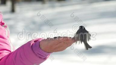 女人手中的鸟`吃种子