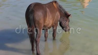 阳光明媚的一天，一只棕色的母马在河中<strong>戏水</strong>
