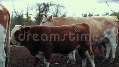 年轻的红牛和奶牛站在农村农场的牧场上。 牛场上的牛