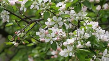 春天的果园里有蜜蜂和野鸟的歌声。 开花的果园树.. 春天的背景。 春天的果园。