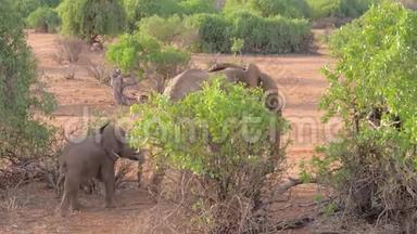 肯尼亚桑布鲁保护区的灌木丛中带婴儿行走的非洲大象