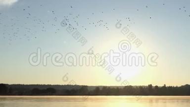 日落时分，一群鸭子在湖边飞来飞去