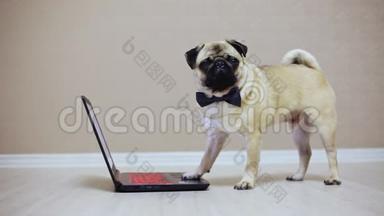 一只可爱的小狗在笔记本电脑上工作，穿着蝴蝶看电影
