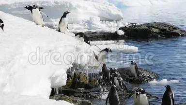 古图企鹅在冰上嬉戏