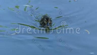 一只漂亮的小鸭在碧绿的湖水中游向母鸭