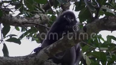 在泰国的昂松国家<strong>海洋公园</strong>，树上坐着一只深色的猴子