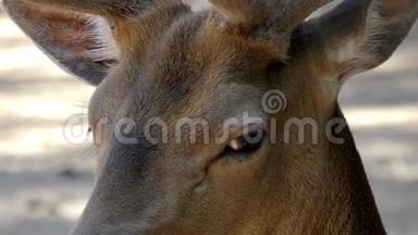 夏天，一只梦中的棕色鹿在懒洋洋的动物园里看土壤