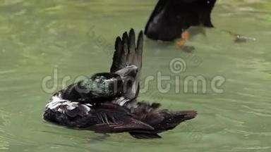 一只鸭子清理羽毛，第二只鸭子在懒懒中有趣地潜水