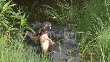 在佛罗里达湿地吃<strong>大鱼</strong>的鳄鱼