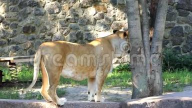 夏天，一只大母狮在动物园里沿着石墙移动