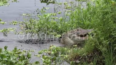 佛罗里达湿地的鳄鱼以<strong>大鱼</strong>为食