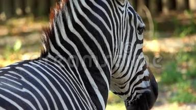 一<strong>条带条</strong>纹的斑马从后面射出，在夏天的动物园里慢动作站立