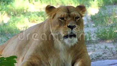 阳光明媚的一天，一只母狮子正在动物园里用滑稽的方式舔它的爪子