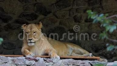 在动物园的石墙附近的木制休息室里躺着一只女狮子
