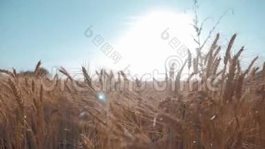 日落时的小麦。 在美丽的傍晚阳光下。 谷物作物。 小麦收获。 一口麦子。