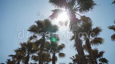 加州棕榈树在街上。 旅<strong>游</strong>，<strong>避暑</strong>，度假和热带海滩的概念..