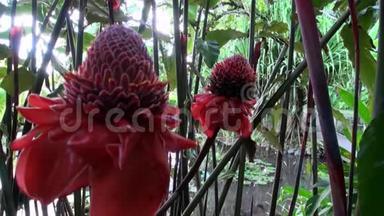 塔希提岛法属波利尼西亚的外来红花和植物。