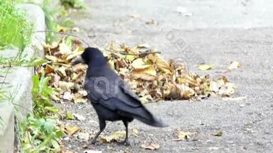 一只黑色的乌鸦在秋天的一片<strong>鼾声</strong>中漫步