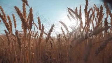 日落时的小麦。 在美丽的傍晚阳光下。 谷物作物。 小麦收获。 一口麦子。