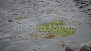 潮潮时峡湾水中漂浮的绿色和棕色海草随小波浪变化