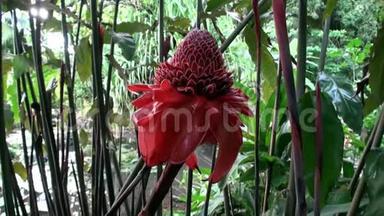 塔希提岛法属<strong>波利</strong>尼西亚的外来红花和植物。