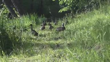 夏天阳光明媚的一天，鸭子和成年小鸭子在湖边的草地上嬉戏