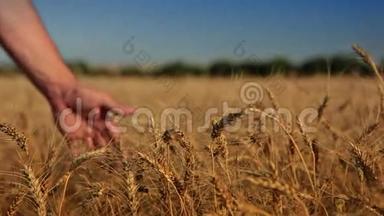 麦子和人的手.
