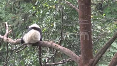 熊猫在<strong>一</strong>棵树上抓着他的腿，试<strong>图</strong>在<strong>中国</strong>成都睡觉