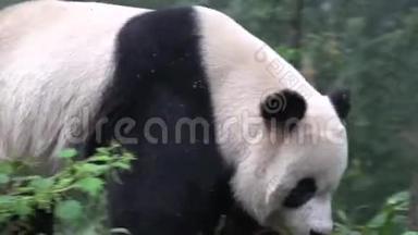 熊猫朝他的竹食走去，开始<strong>吃东西</strong>