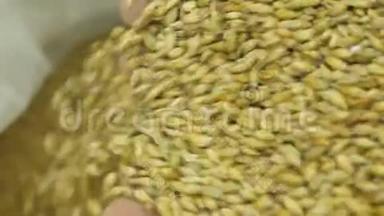 大麦麦芽装在袋子里。 啤酒的生产。 谷物。 酿造用原料.. 大麦。 啤酒生产原料
