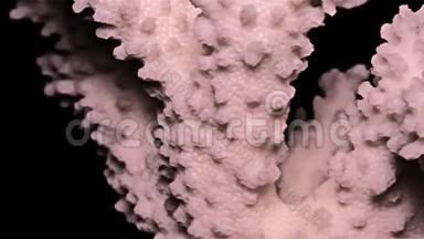 黑底白海珊瑚，暖光一€”特写，细节
