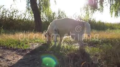 拉布拉多在草地上嗅东西。 一种狗的味道。 金毛猎犬走在户外寻找木棍