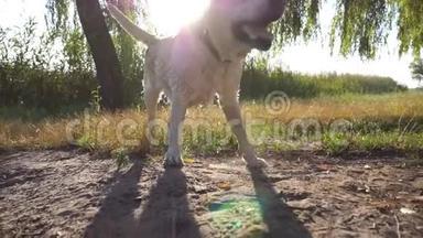 在大自然湖边，一只湿狗正在抖掉皮毛上的水。阳光照在背景上。金毛猎犬或拉布拉多猎犬