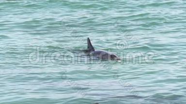海豚在猴庙鲨鱼湾国家公园慢动作吹水